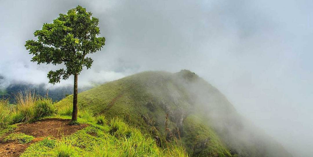 Lone Tree ar Mini Adams Peak