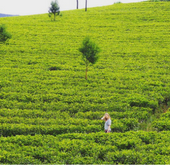 Tea Lands