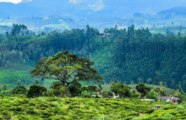 Tea Lands