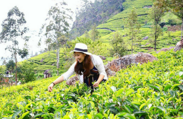 Tea Plucking