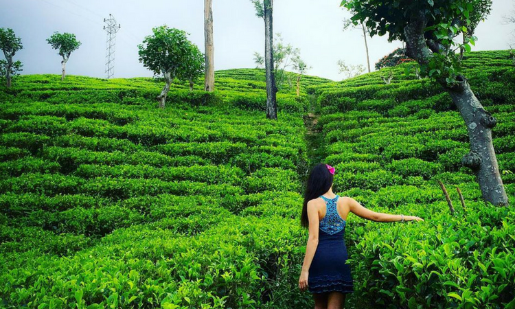 visit tea plantation ella