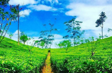 Tea Lands