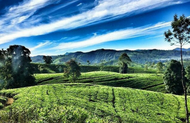 Tea Lands