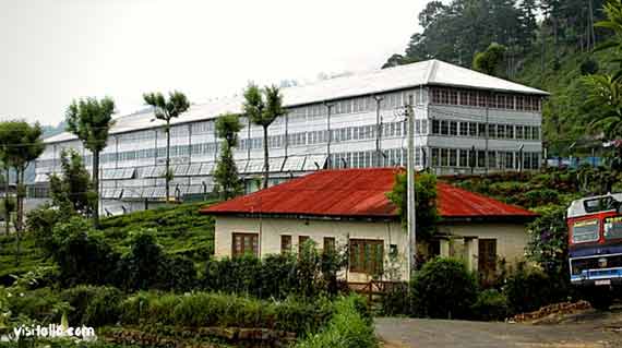 Dambatenne Tea Factory