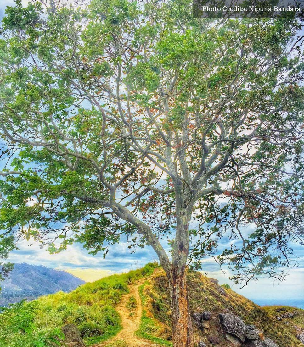 Mini Adams Peak