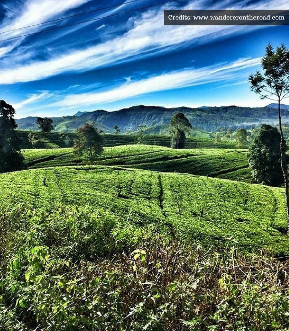 Tea Lands