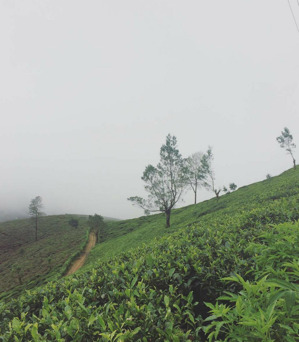 Tea Lands