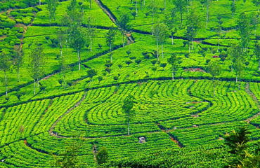 Tea Lands