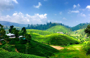 Tea Lands